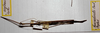 copyright MHNG Geneva. male (holotype). Depicts CollectionObject 1561626; 96fd74e0-3ce2-4c86-a39e-b6f0b9b55a54, a CollectionObject.