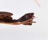 CollectionObject 1561796; ec67d5a5-6c60-4426-b322-87007169dd6f: copyright ZMHB, Berlin. male: end of abdomen, dorsal view (holotype). (CollectionObject).