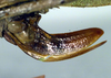 CollectionObject 1501765; 26145a67-7ba7-49dd-99e5-da8529691450: ovipositor (paralectotype). (CollectionObject).