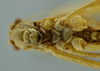 CollectionObject 1532134; 5cfa2292-493d-42b4-be61-ea15a919b562, NMW No. 9968: male head and thorax, ventral view (holotype). (CollectionObject).