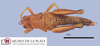 CollectionObject 1496902; 57b8b0a2-3df2-4f4b-84c8-b25cd8d0a860: female, dorsal view (allotype). (CollectionObject).