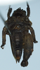 CollectionObject 1583755; c331691f-4ead-4d70-a3d4-55794cc571f1: male, ventral view. (CollectionObject).