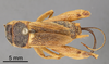 Female, dorsal view (holotype) Depicts CollectionObject 1522793; a98370e4-86f8-4657-864c-a31b00620aca, a CollectionObject.