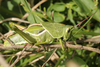 FieldOccurrence 3688; c2697e57-43be-4b8e-a8ad-b39898063658; Argentina: Córdoba: Rió Cuarto
west of Achiras, 2026/03/03: (FieldOccurrence).