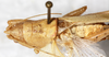 CollectionObject 1531606; NMW 6991, cb984fdc-8eca-4f25-8b5a-d85c179f72a1: male, dorsal view (holotype). (CollectionObject).
