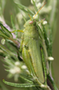 Atrachelacris olivaceus (Bruner, 1911): female. (Otu).