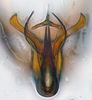 Aedeagus, ventral view: !! display not done !! on N. Gen. ML1 n. sp. 1: Penthimiini Kirschbaum, 1868: (Observation).