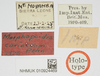 CollectionObject 1543428; 4fff8296-0a0d-4af4-8fa4-cae2c07ab463, NHMUK010924469: female (holotype), labels. (CollectionObject).