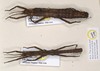 CollectionObject 1563036; 285ba46a-2aac-4a98-94af-036e840cd8d6: copyright OUMNH. male and female (paratypes). (CollectionObject).