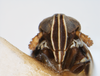 Head: !! display not done !! on Chionomus aculeatus (Beamer, 1948): (Observation).
