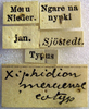 CollectionObject 1500246; 30a5c4f1-34e8-4bae-9993-cc2b763b7c46: labels (syntype). (CollectionObject).