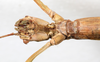 CollectionObject 1559026; NMW 779, 7e1847a0-cd7c-432d-9d71-6405e0886c23: copyright NMW, Vienna. female: head, ventral view (syntype). (CollectionObject).