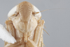 Head on Destria fumida (Sanders & DeLong, 1917): Head/Face. Adult. (Observation).