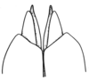 Arminda fuerteventurae Holzapfel, 1972: Fig. 3 B. dorsal lobes of aedeagus, ventral view. (Otu).