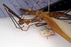 CollectionObject 1561432; NMW 183, de918419-4f5f-4be0-b0cb-51864eb2ab1c: copyright NMW, Vienna. female: head and thorax, lateral view (holotype). (CollectionObject).