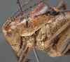 CollectionObject 1505916; 3beb9706-8dcf-40dd-b1c2-761287c1cc04: male pronotum, lateral view (holotype). (CollectionObject).