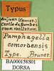 CollectionObject 1479067; a3a32a02-3b95-4004-a591-98a6236dff6b: labels (lectotype). (CollectionObject).