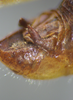 CollectionObject 2008238; 90535b2c-6094-4efd-85a0-c311e82f0f66: male cerci detail, lateral view. (CollectionObject).