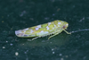 FieldOccurrence 3979; 80aef5bc-1bff-46fa-a482-bf41dab3d5f6; United States: New York: Queens
APP - Green Container, 2025/08/22: (FieldOccurrence).