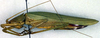 CollectionObject 1500386; 9d106984-e7f0-473a-b468-73108d4cac88, DORSA BTrhaacuHTF: female, lateral view (holotype). (CollectionObject).