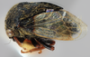 Habitus, lateral view: (Observation).