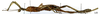 CollectionObject 1556969; 8334419e-f0ec-433f-a1b4-6522fc57a670: copyright MNHN, Paris. female, lateral view (holotype). (CollectionObject).