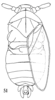 Habitus, dorsal view: (Observation).
