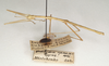 CollectionObject 1558028; d6624c2d-b63c-4596-9005-826e84c0eb4d: St. Petersburg. male, lateral view (holotype). (CollectionObject).