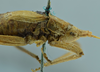 CollectionObject 1531870; 1d0f0300-54ba-421f-a28d-7fb3256723c3: female head, pronotum and wings lateral view (holotype). (CollectionObject).