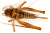 CollectionObject 1499649; 515098e1-ecd4-4454-947e-576ad79da192: female, dorsal view (allotype). (CollectionObject).