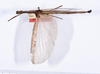 CollectionObject 1559086; 191866a6-e339-4106-8e17-5b325599de48: copyright ANSP. male, dorsal view (holotype). (CollectionObject).
