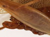 CollectionObject 1534628; f4814be4-45a7-484a-8b7d-0ee2d8e89cb6: female ovipositor (holotype). (CollectionObject).