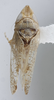 Habitus, dorsal view: !! display not done !! on Scaphytopius n. sp. EC21: Scaphytopius Ball, 1931: (Observation).