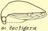 Habitus, lateral view: !! display not done !! on Tropidarnis tectigera Fowler, 1895: (Observation).