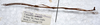 Carausius tanahrataensis Seow-Choen, 2000: copyright LKCNHM, Singapore. male, lateral view (paratype). (Otu).