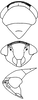 Head on Bhatia olivacea (Melichar, 1903): Head, pro-, and mesothorax. (Observation).