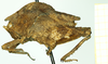 CollectionObject 1532579; 996c6bc6-eb15-4442-a855-386fc761073a: male, lateral view (syntype). (CollectionObject).