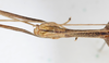 CollectionObject 1560985; NMW 226, 1ec49464-862b-4145-aa17-cef04c0d51bd: copyright NMW, Vienna. male: head, dorsal view Perliodes nigrogranulosus (syntype). (CollectionObject).
