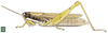 Catantopsilus taeniolatus (Karsch, 1893): Page 145, Figure 1. female habitus. (Otu).
