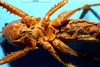 CollectionObject 1516740; 4f85737c-4de4-4150-8697-b5b3e6e022a6: female, ventral view (holotype). (CollectionObject).