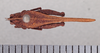 CollectionObject 1523083; 33dc5c83-29c2-4eb5-944b-cce8559b62e3: female, dorsal view (holotype). (CollectionObject).