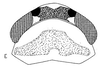 Head: head, dorsally. (Observation).