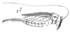 Velarifictorus (Velarifictorus) aspersus (Walker, 1869): Pl.13,Fig.16(1) as Scapsipedus mandibularis. lateral view. (Otu).