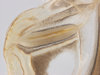 CollectionObject 1578223; 15a4a989-b64f-41f9-bff0-865db3461705: left stridulatory file. (CollectionObject).