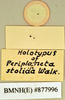 Periplaneta americana (Linnaeus, 1758): Holotype, female, labels, reverse. BMNH(E)#877996. (Otu).