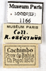 CollectionObject 1587233; MNHN(SF IMPORT DUPLICATE) MNHN-EP-EP1166, f8eff6e5-75be-4b80-8d9d-280ba2dc8845: CC BY-NC-ND 4.0/MNHN - Depraetere Marion - 2014. Non type, female. Specimen number: MNHN-EP-EP1166. http://coldb.mnhn.fr/catalognumber/mnhn/ep/ep1166. (CollectionObject).