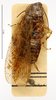 CollectionObject 1587185; MNHN(SF IMPORT DUPLICATE) MNHN-EP-EP1099, 002cb052-736c-4d11-bb22-a05499876dc8: CC BY-NC-ND 4.0/MNHN - Depraetere Marion - 2014. Type, male, of parva Chopard, 1952. Specimen number: MNHN-EP-EP1099. http://coldb.mnhn.fr/catalognumber/mnhn/ep/ep1099. (CollectionObject).