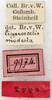 CollectionObject 1531892; NMW 9974, 7aba2eb5-f66d-4973-883d-0523e20c3ae6: labels (syntype). (CollectionObject).