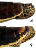 Pygofer, lateral view: !! display not done !! on Cuerna alta Oman & Beamer, 1944: Caudal abdomen, lateral view. Female: U.S.A., New Mexico, Alamogordo, KSEM. Male: U.S.A., New Mexico, Mountain Park, KSEM. (Observation).