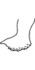 Anal tube processes on Distantasca latava (Dworakowska, 1981): Anal tube process. (Observation).